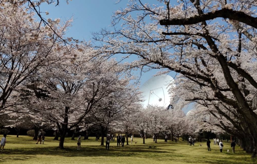 さくら宇宙公園