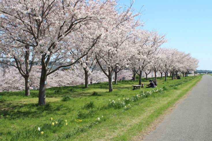 利根川の桜づつみ
