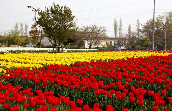 和田公園稲敷チューリップまつり