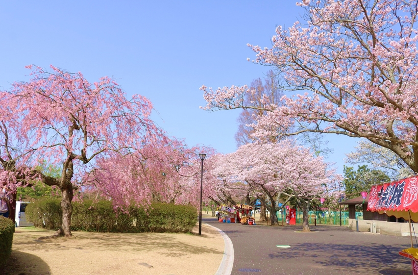 阿漕ヶ浦公園(東海さくらまつり)