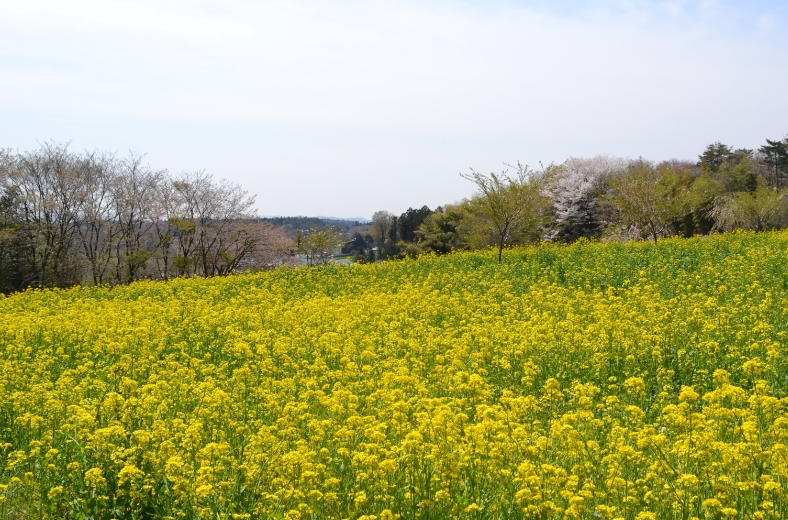 小宅古墳群