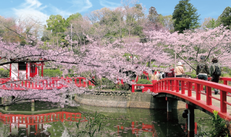 茂原桜まつり