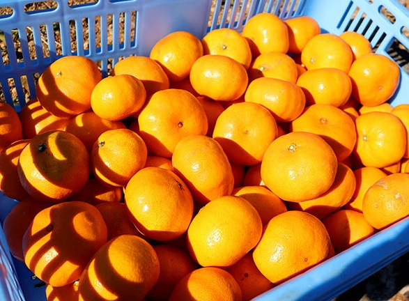長与町 みかん