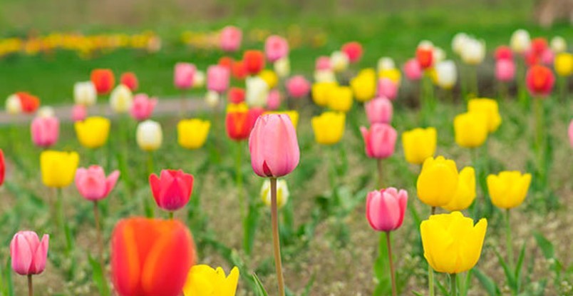 画像あり 失恋の花言葉まとめ 別れ 悲しみ 苦しみ 後悔 ペアフルコラム