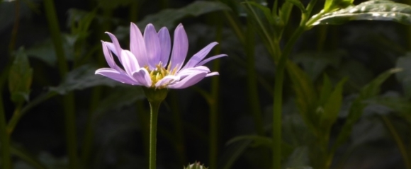 画像あり 失恋の花言葉まとめ 別れ 悲しみ 苦しみ 後悔 ペアフルコラム