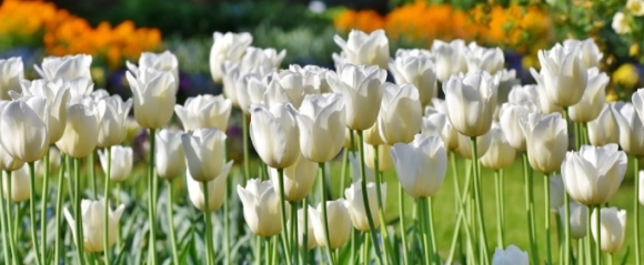 画像あり 失恋の花言葉まとめ 別れ 悲しみ 苦しみ 後悔 ペアフルコラム