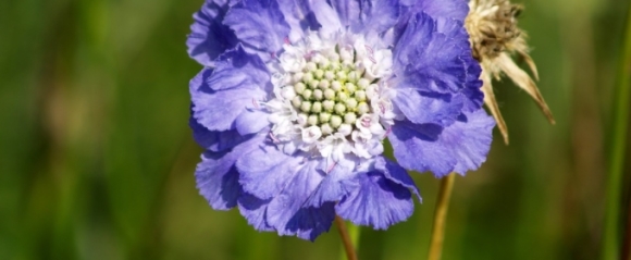 画像あり 失恋の花言葉まとめ 別れ 悲しみ 苦しみ 後悔 ペアフルコラム