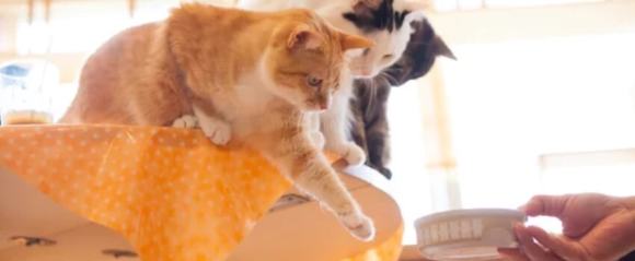 ねこカフェデート　イメージ画像