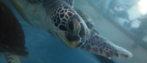 大分マリーンパレス水族館うみたまご