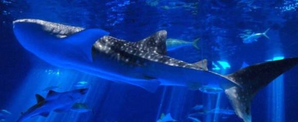 いおワールドかごしま水族館