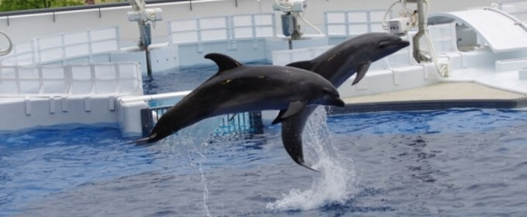 京都水族館