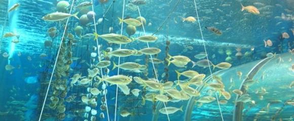 浅虫水族館