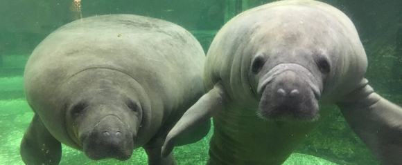 新屋島水族館