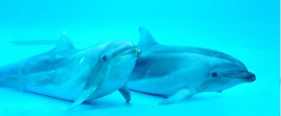 市立しものせき水族館海響館