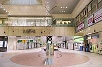 大宮駅(駅構内のまめの木)