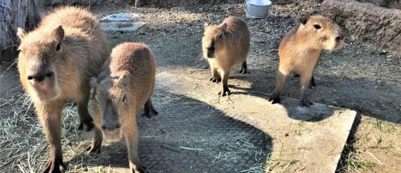 八木山動物公園