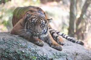 ポット③よこはま動物園ズーラシア