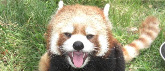 茶臼山動物園
