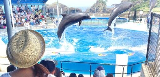 スポット①越前松島水族館