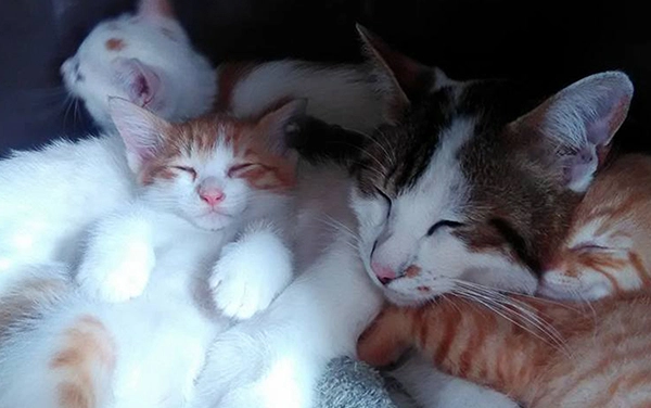 めおまるけ猫