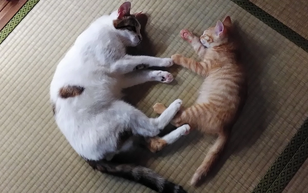 めおまるけ猫