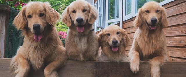 看板犬