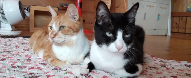 猫達の家の猫