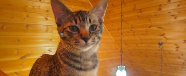 猫達の家の猫