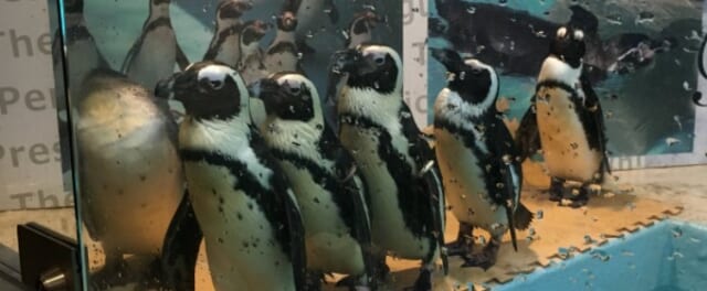 ペンギンのいるBAR
