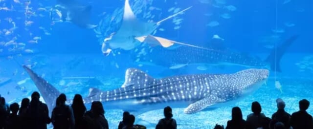 水族館デート　イメージ画像